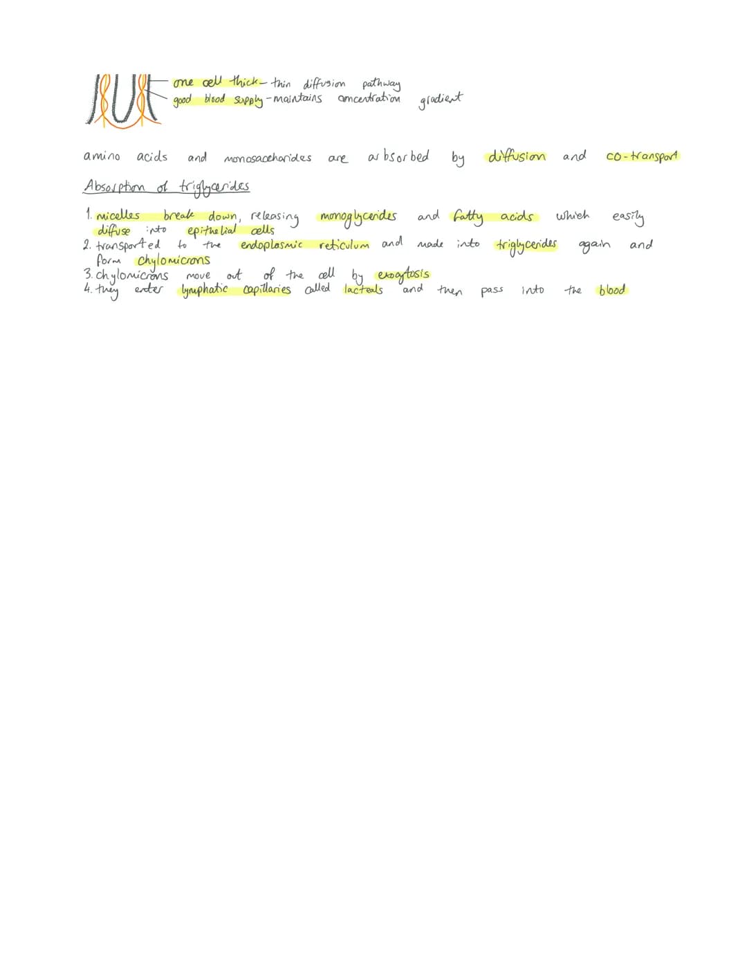 Exchange
Gas exchange in insects
Ficks law:
area of diffusion
pathway xdifference in concentration
rate of diffusion of thickness of surface