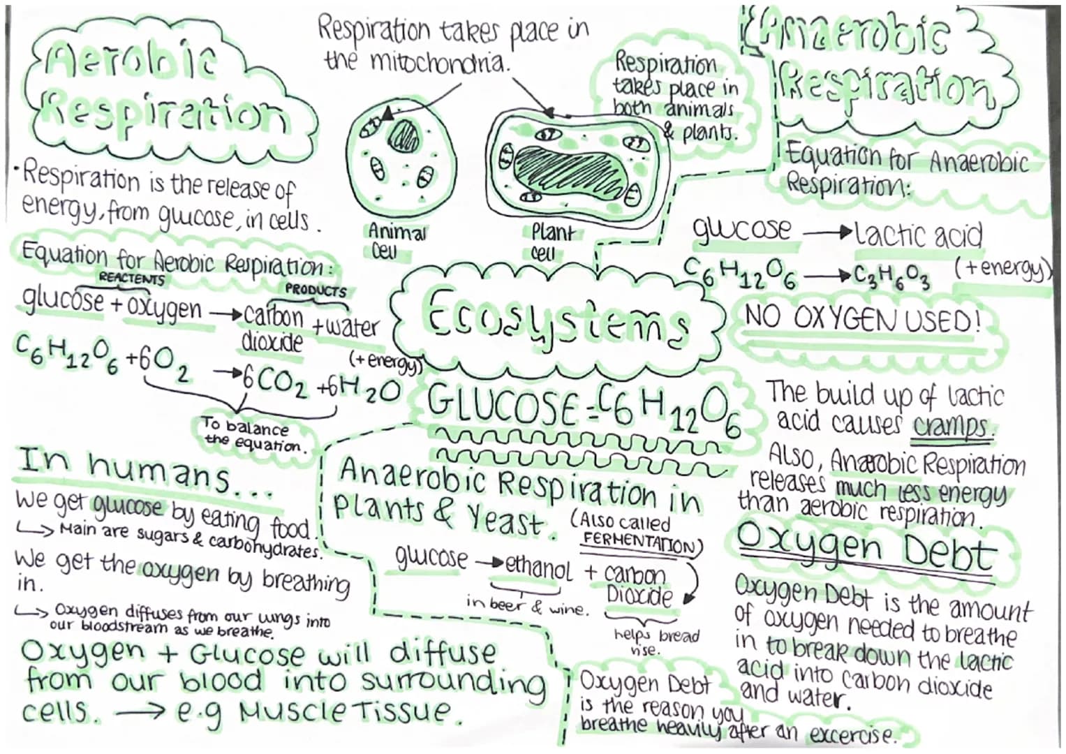 Meroboja
Respiration
Respiration takes place in
the mitochondria."
Respiration is the release of
energy, from glucose, in cells.
Equation fo