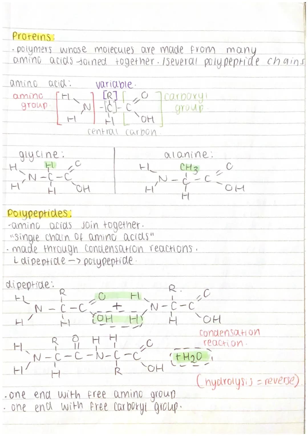 Proteins:
-polymers whose molecules are made from many.
amino acids -joined together. /several polypeptide chains
amino acid:
amino
[FL
H
gr