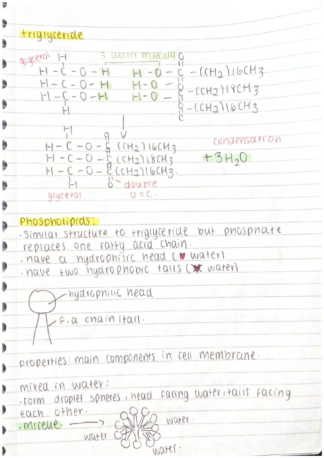 Proteins:
-polymers whose molecules are made from many.
amino acids -joined together. /several polypeptide chains
amino acid:
amino
[FL
H
gr