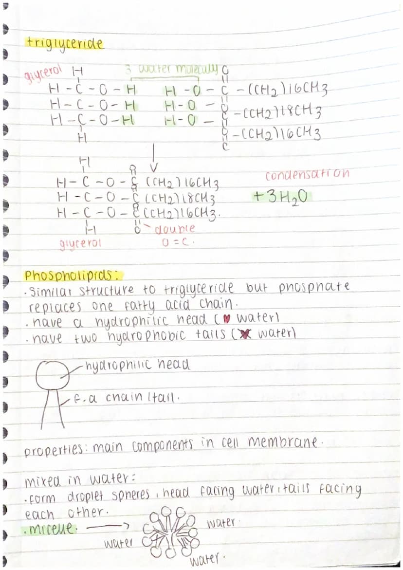 Proteins:
-polymers whose molecules are made from many.
amino acids -joined together. /several polypeptide chains
amino acid:
amino
[FL
H
gr