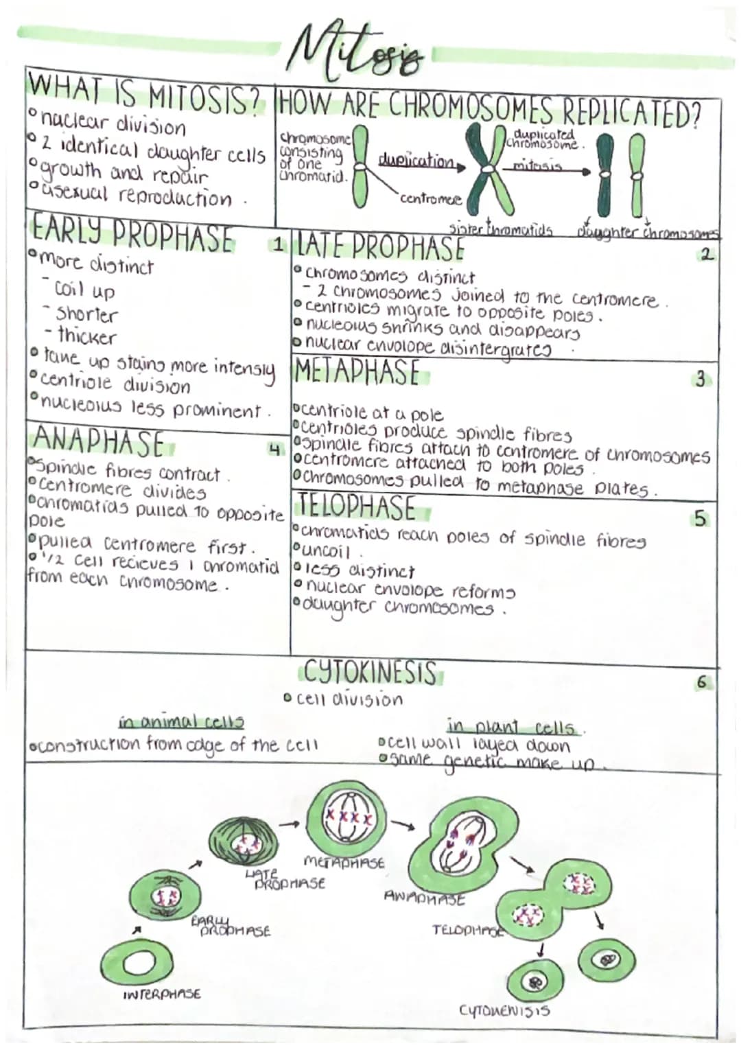 Mitosis
WHAT IS MITOSIS? HOW ARE CHROMOSOMES REPLICATED?
O naclear division
chromosome
of
10 2 identical daughter cells conting
growth and r