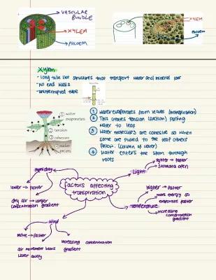 Know Xylem and phloem  thumbnail