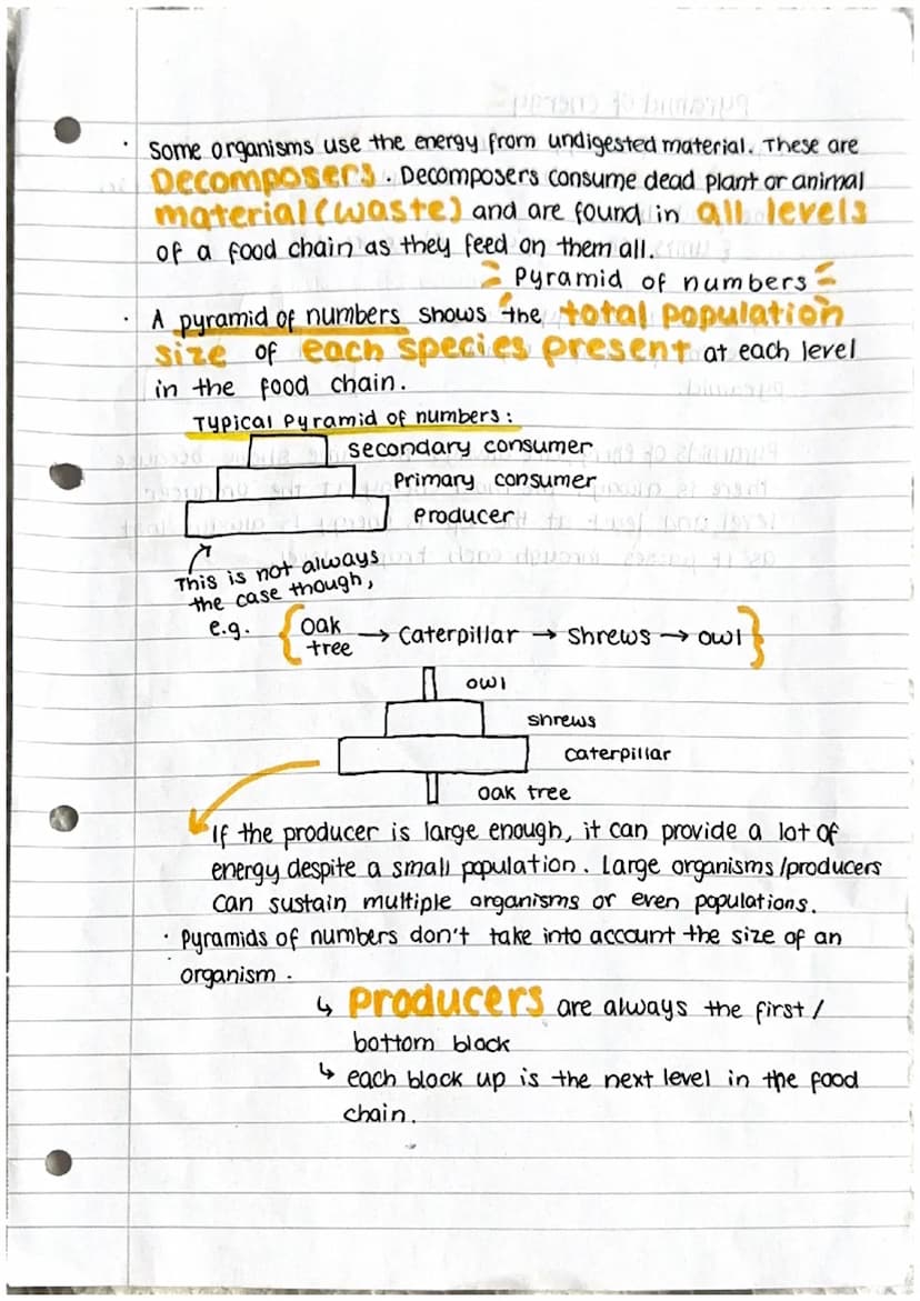 Energy in ecosystems
energy transfer to Dibba So
-Basic food chains consist of 3-4 levels 77
producer e.g grassl_p
↓
Energy comes from the s