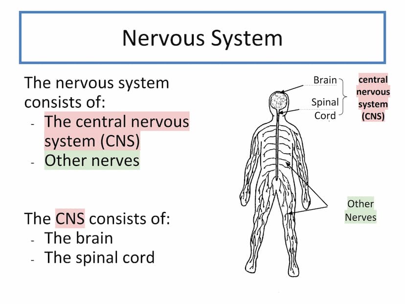 N5 Unit 2 KA2
Control and
Communication
Part a - Nervous System N5 biology course
1. Cell Biology
2.
3. Life on Earth
Multicellular Organism