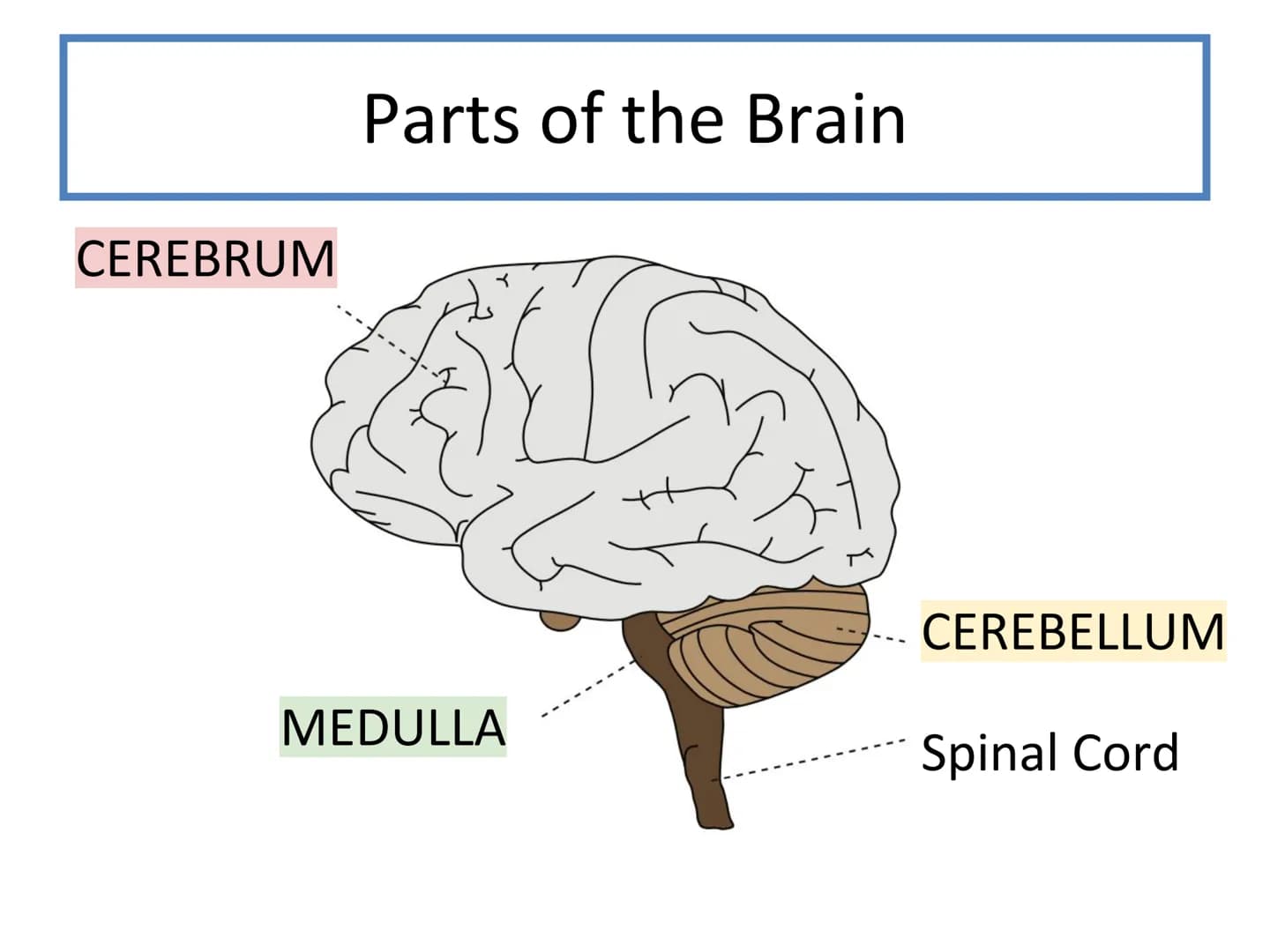 N5 Unit 2 KA2
Control and
Communication
Part a - Nervous System N5 biology course
1. Cell Biology
2.
3. Life on Earth
Multicellular Organism