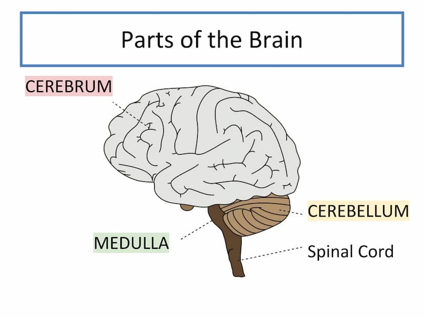 N5 Unit 2 KA2
Control and
Communication
Part a - Nervous System N5 biology course
1. Cell Biology
2.
3. Life on Earth
Multicellular Organism