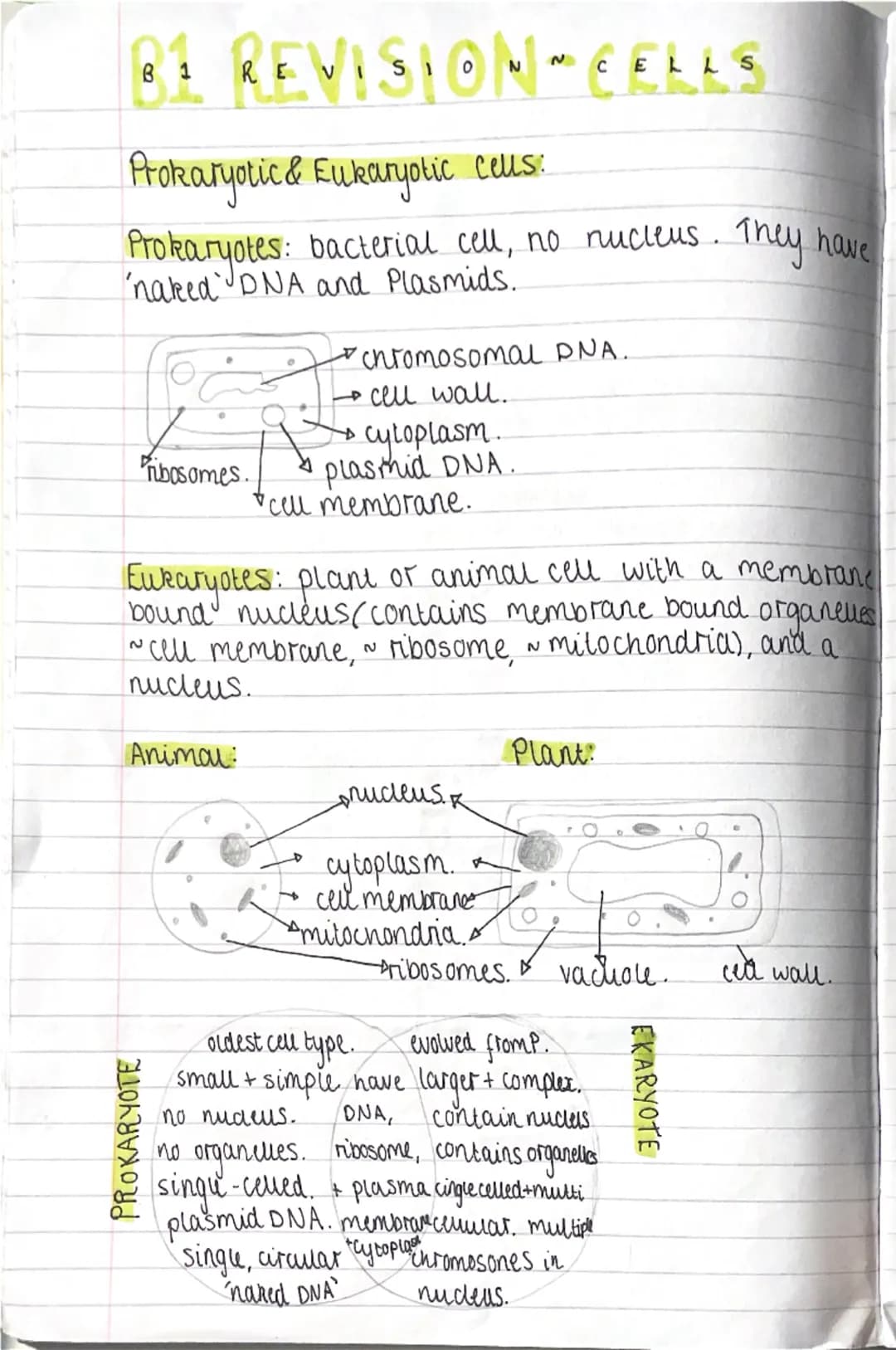 --- OCR Start ---
81 REViSiONN CELLS
0
Prokaryotic & Eukaryotic cells:
Prokaryotes: bacterial cell, no nucleus. They have
'naked' DNA and Pl