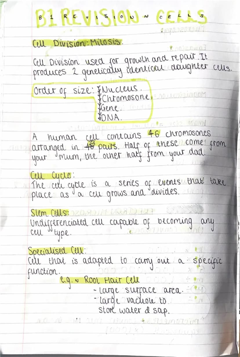 --- OCR Start ---
81 REViSiONN CELLS
0
Prokaryotic & Eukaryotic cells:
Prokaryotes: bacterial cell, no nucleus. They have
'naked' DNA and Pl