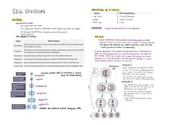 Know Cell division  thumbnail