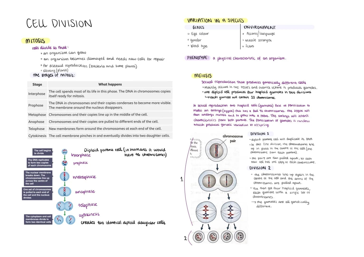CELL DIVISION
MITOSIS
cells divide so that:
• an organism can grow
• an organism becomes damaged and needs new cells for repair
• for a sexu