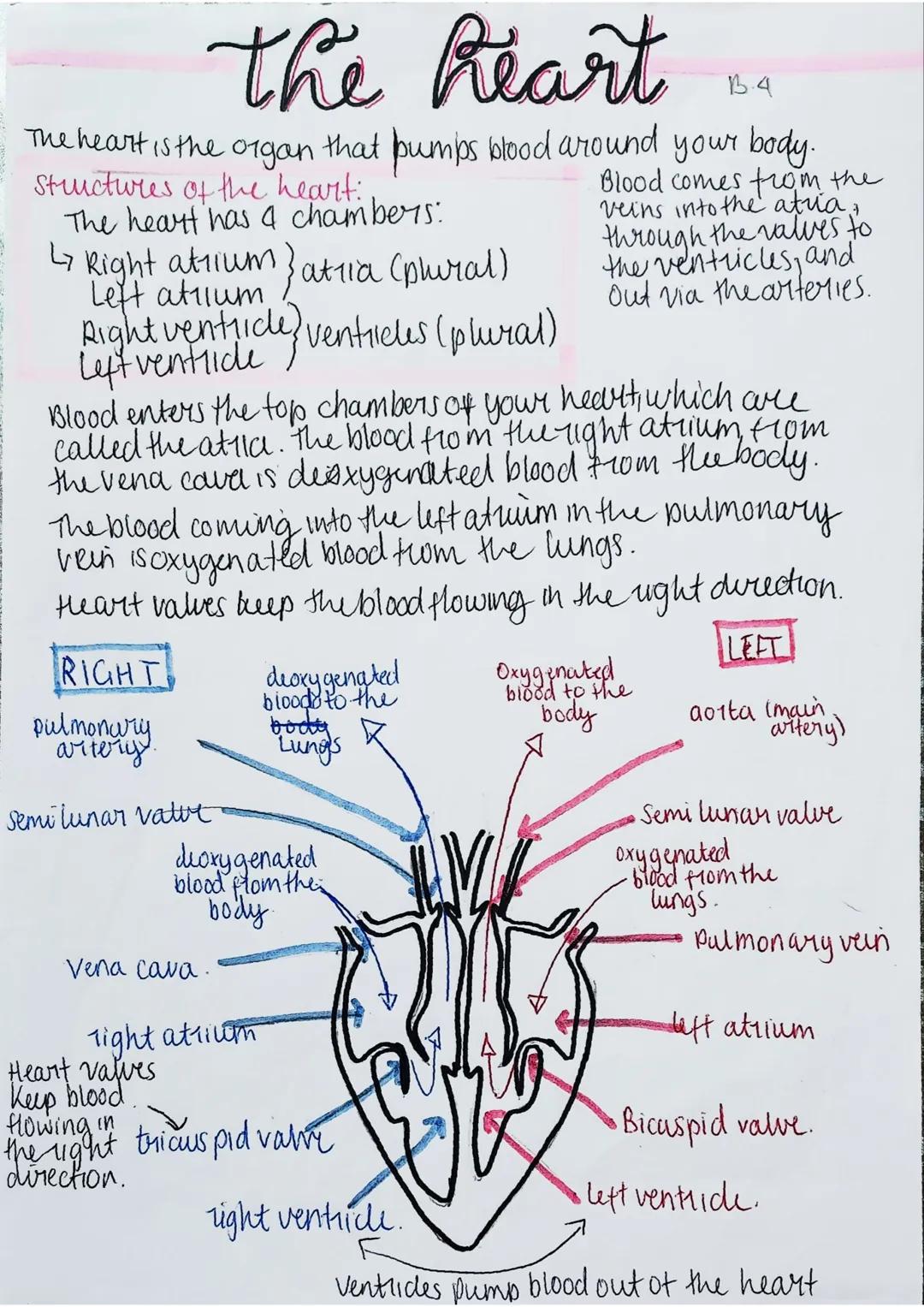 Biology|The heart|AQA