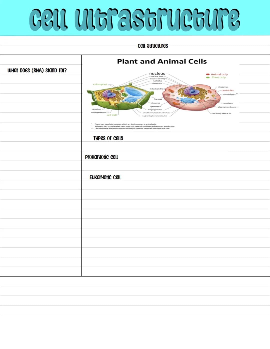 BIOLOGY cell ultrastructure
What Does (RNA) Stand for?
chloroplast
cytoplasm
cell membrane***
cell wall
Plant and Animal Cells
cell structur