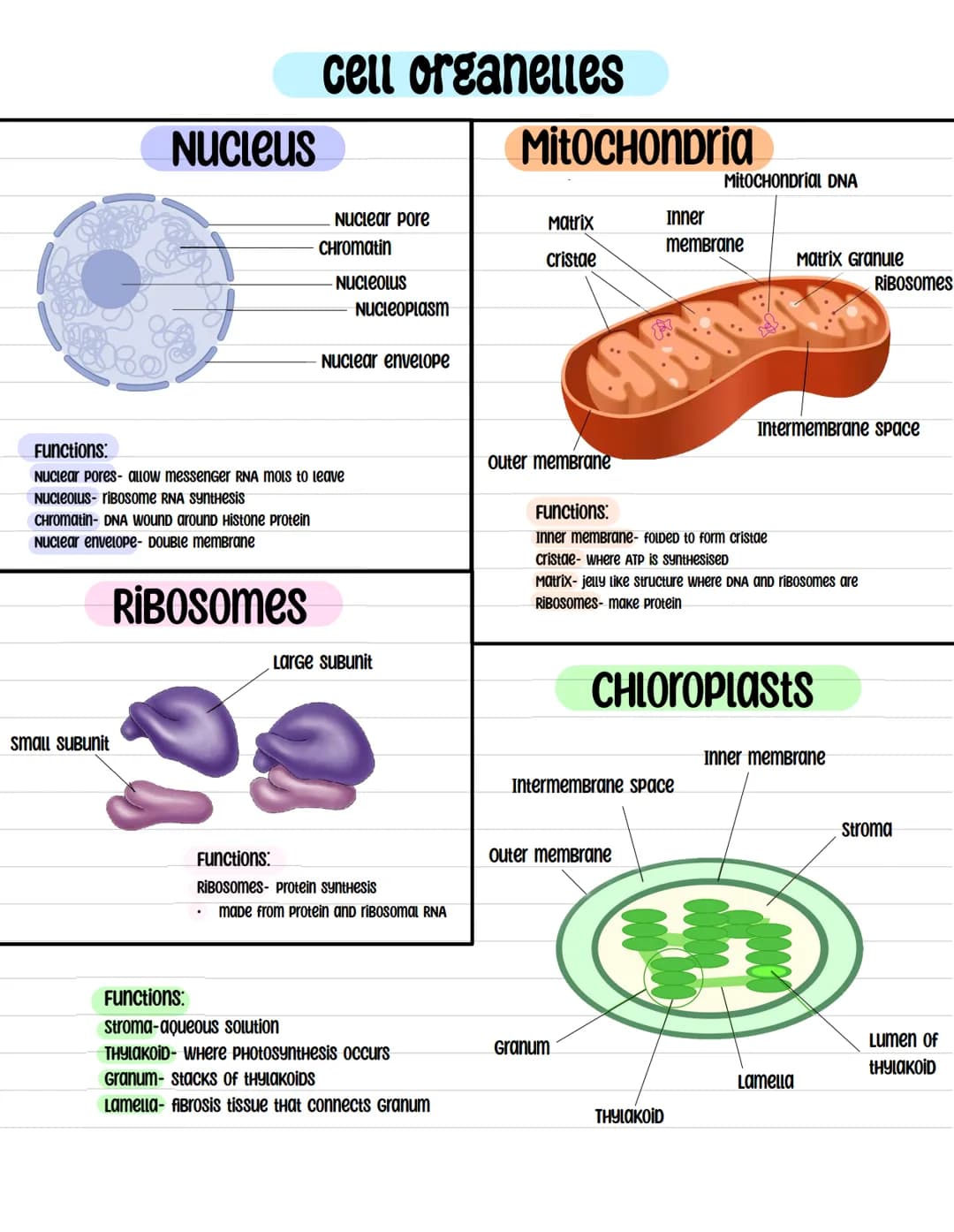 BIOLOGY cell ultrastructure
What Does (RNA) Stand for?
chloroplast
cytoplasm
cell membrane***
cell wall
Plant and Animal Cells
cell structur