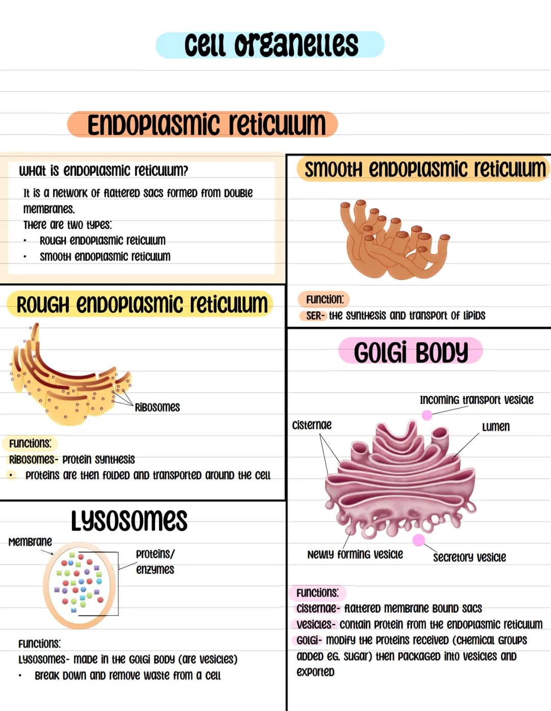 BIOLOGY cell ultrastructure
What Does (RNA) Stand for?
chloroplast
cytoplasm
cell membrane***
cell wall
Plant and Animal Cells
cell structur