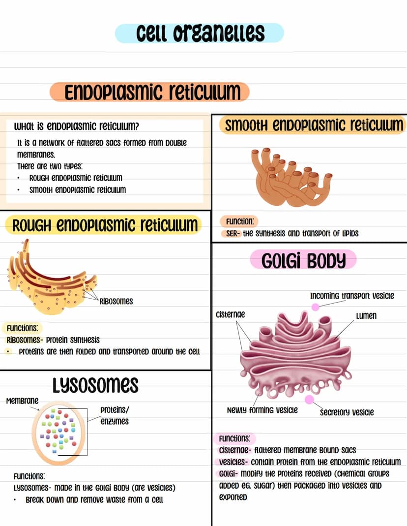BIOLOGY cell ultrastructure
What Does (RNA) Stand for?
chloroplast
cytoplasm
cell membrane***
cell wall
Plant and Animal Cells
cell structur