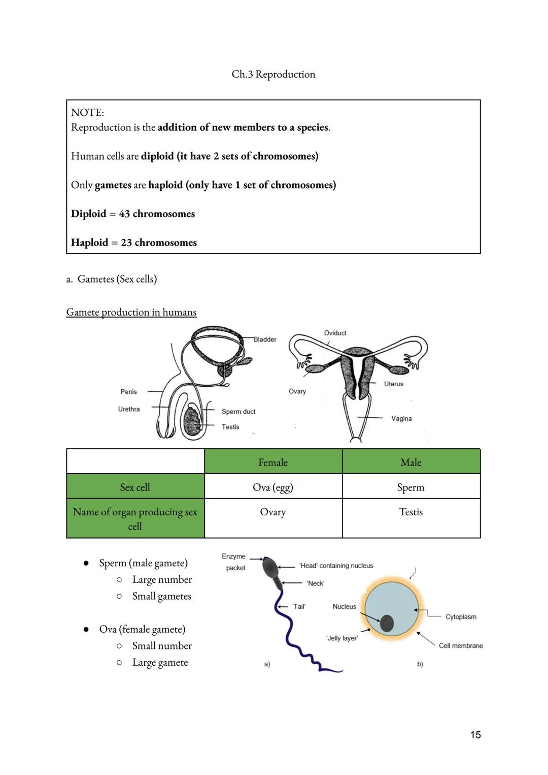 a. Cell Division
• Importance of Cell division
●
O Growth of multicellular organisms
O Repair of multicellular organisms
O Asexual reproduct