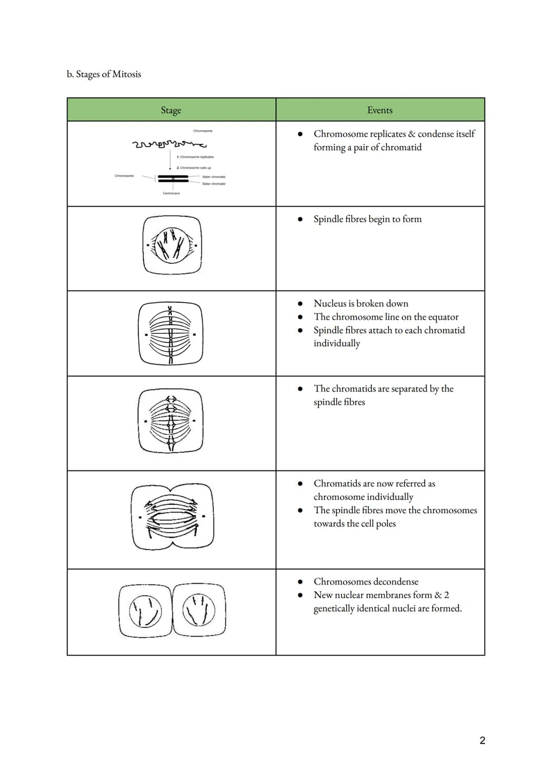 a. Cell Division
• Importance of Cell division
●
O Growth of multicellular organisms
O Repair of multicellular organisms
O Asexual reproduct