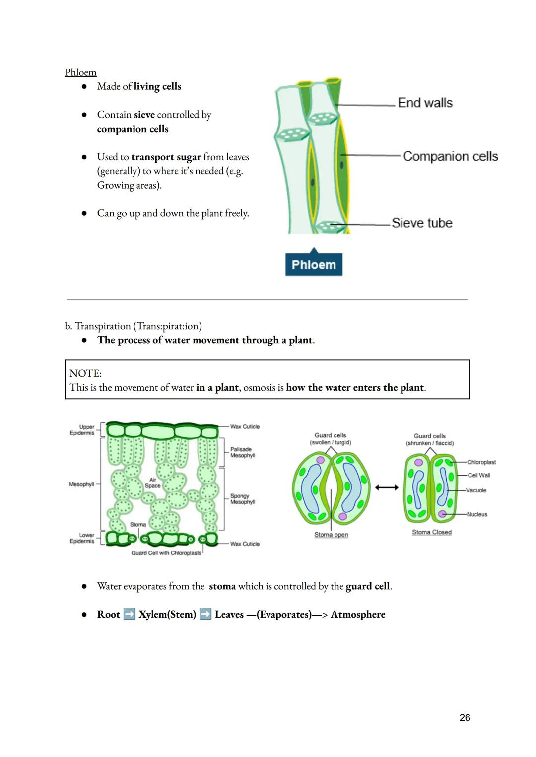 a. Cell Division
• Importance of Cell division
●
O Growth of multicellular organisms
O Repair of multicellular organisms
O Asexual reproduct