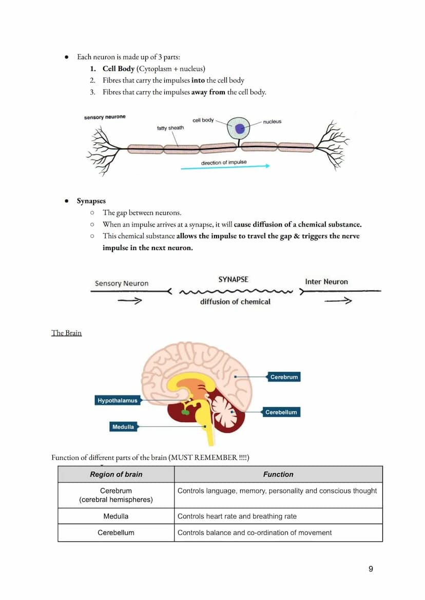 a. Cell Division
• Importance of Cell division
●
O Growth of multicellular organisms
O Repair of multicellular organisms
O Asexual reproduct