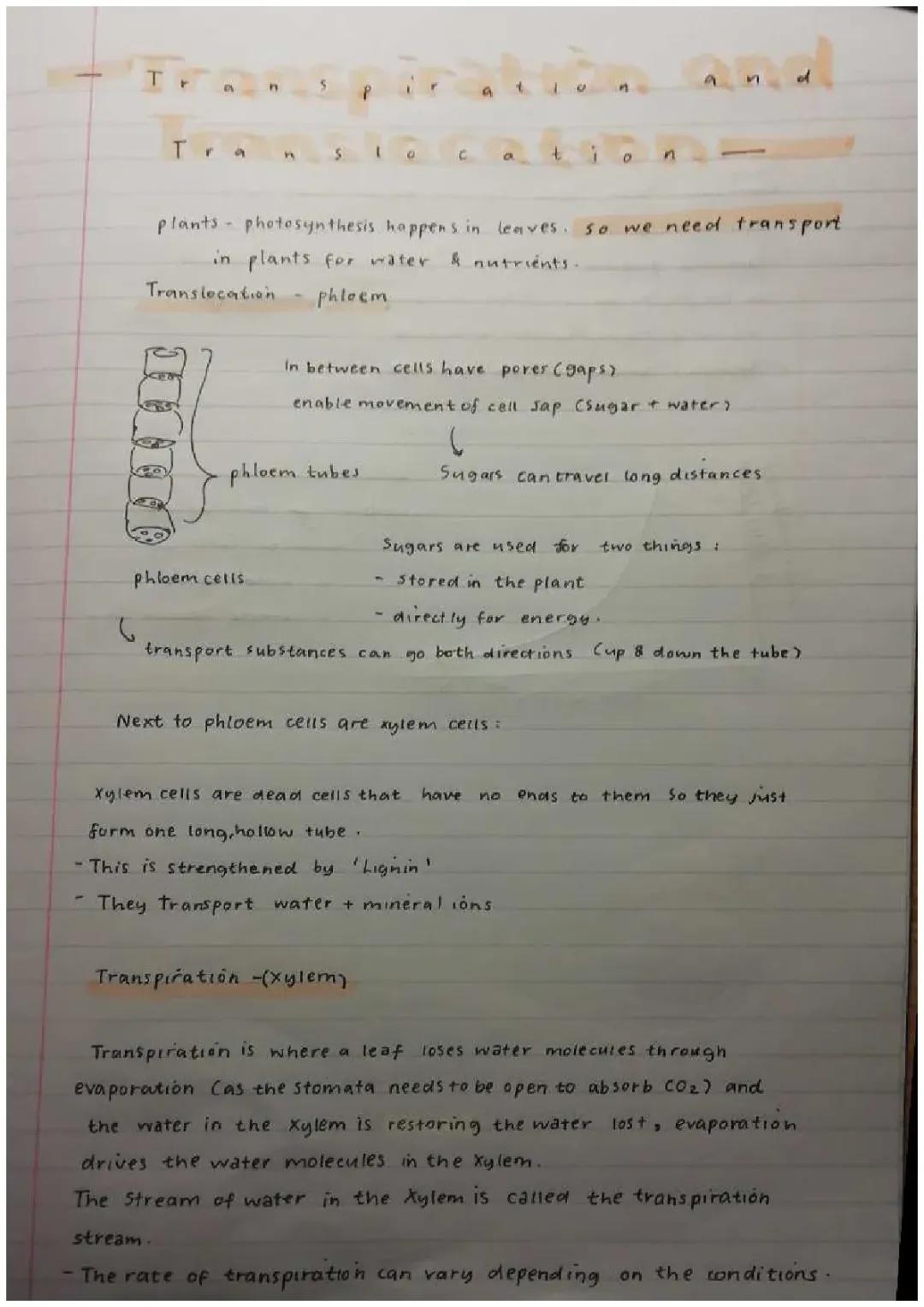 GCSE biology - transpiration & translocation