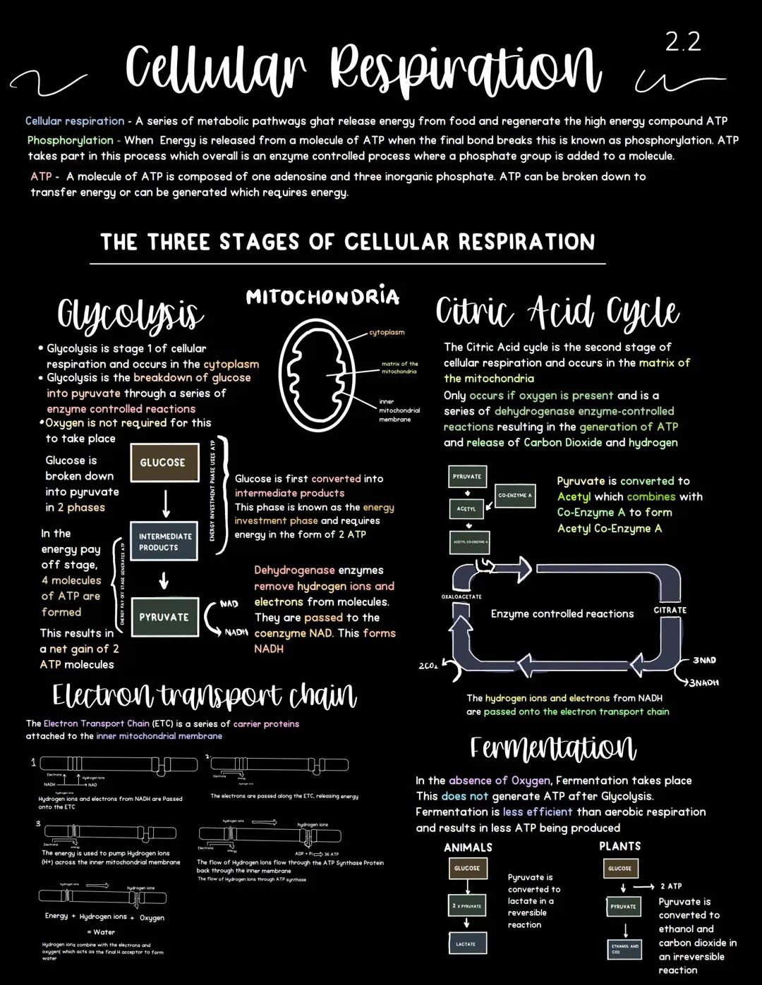 Metabolism and Survival - 2.2 Cellular Respiration 