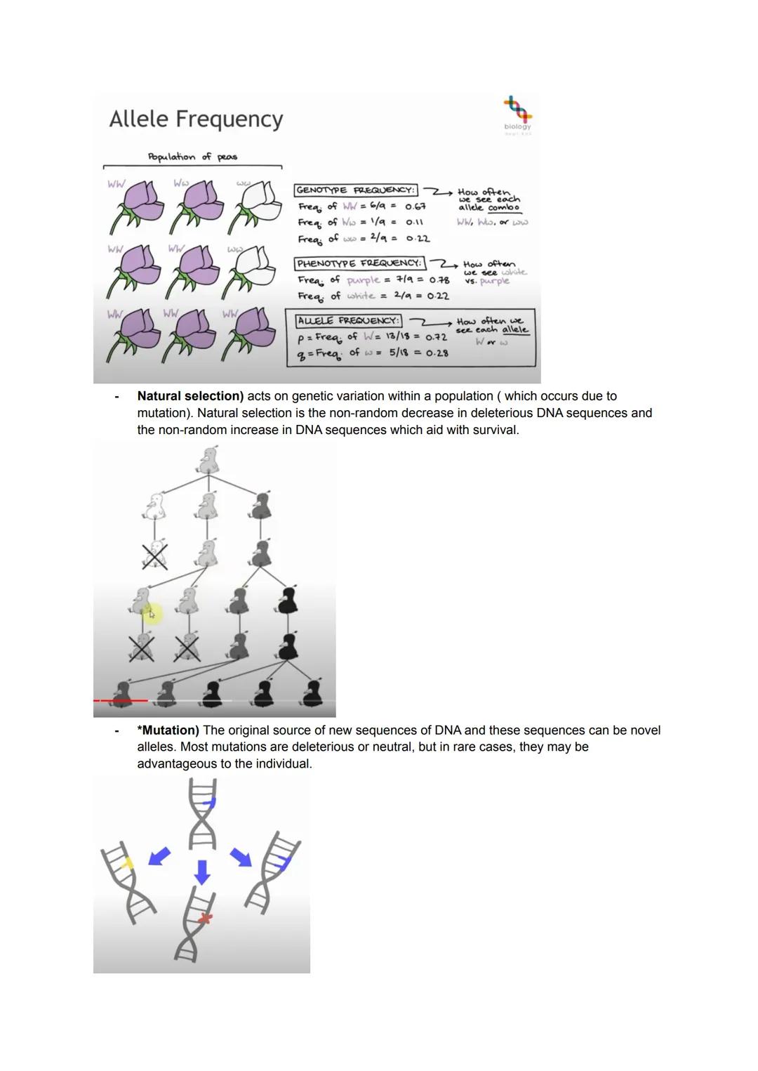 KA 5) Protein control of cell division
a) The cytoskeleton and cell division
• Describe the structure and function of the cytoskeleton in eu