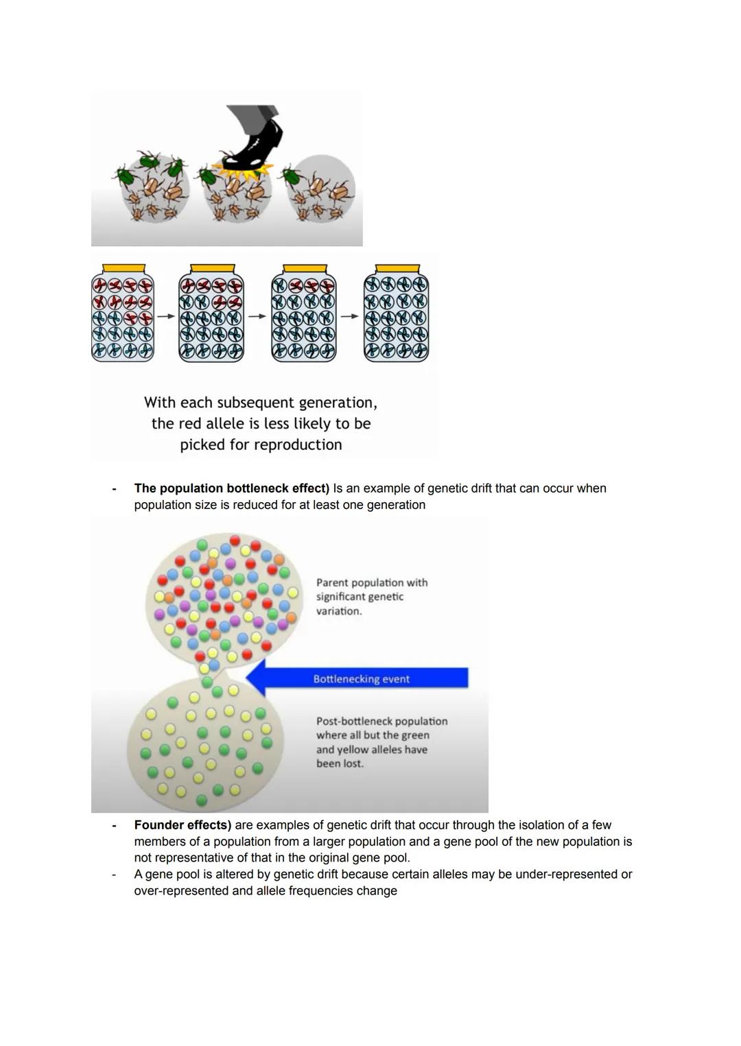 KA 5) Protein control of cell division
a) The cytoskeleton and cell division
• Describe the structure and function of the cytoskeleton in eu