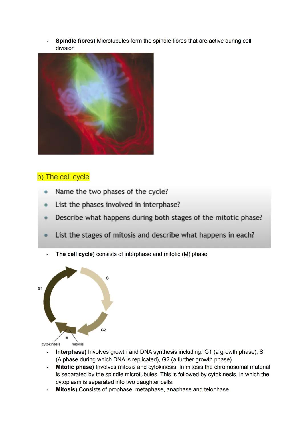 KA 5) Protein control of cell division
a) The cytoskeleton and cell division
• Describe the structure and function of the cytoskeleton in eu