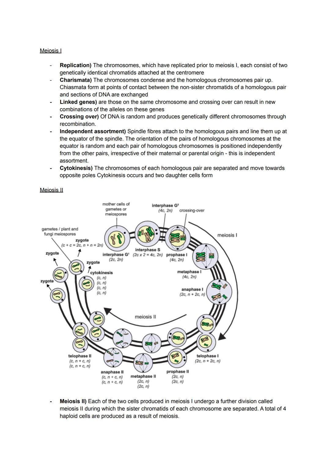 KA 5) Protein control of cell division
a) The cytoskeleton and cell division
• Describe the structure and function of the cytoskeleton in eu