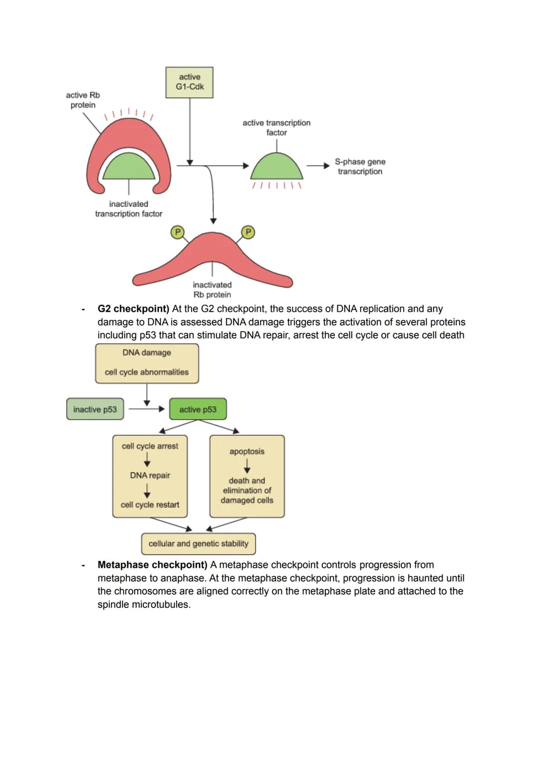 KA 5) Protein control of cell division
a) The cytoskeleton and cell division
• Describe the structure and function of the cytoskeleton in eu