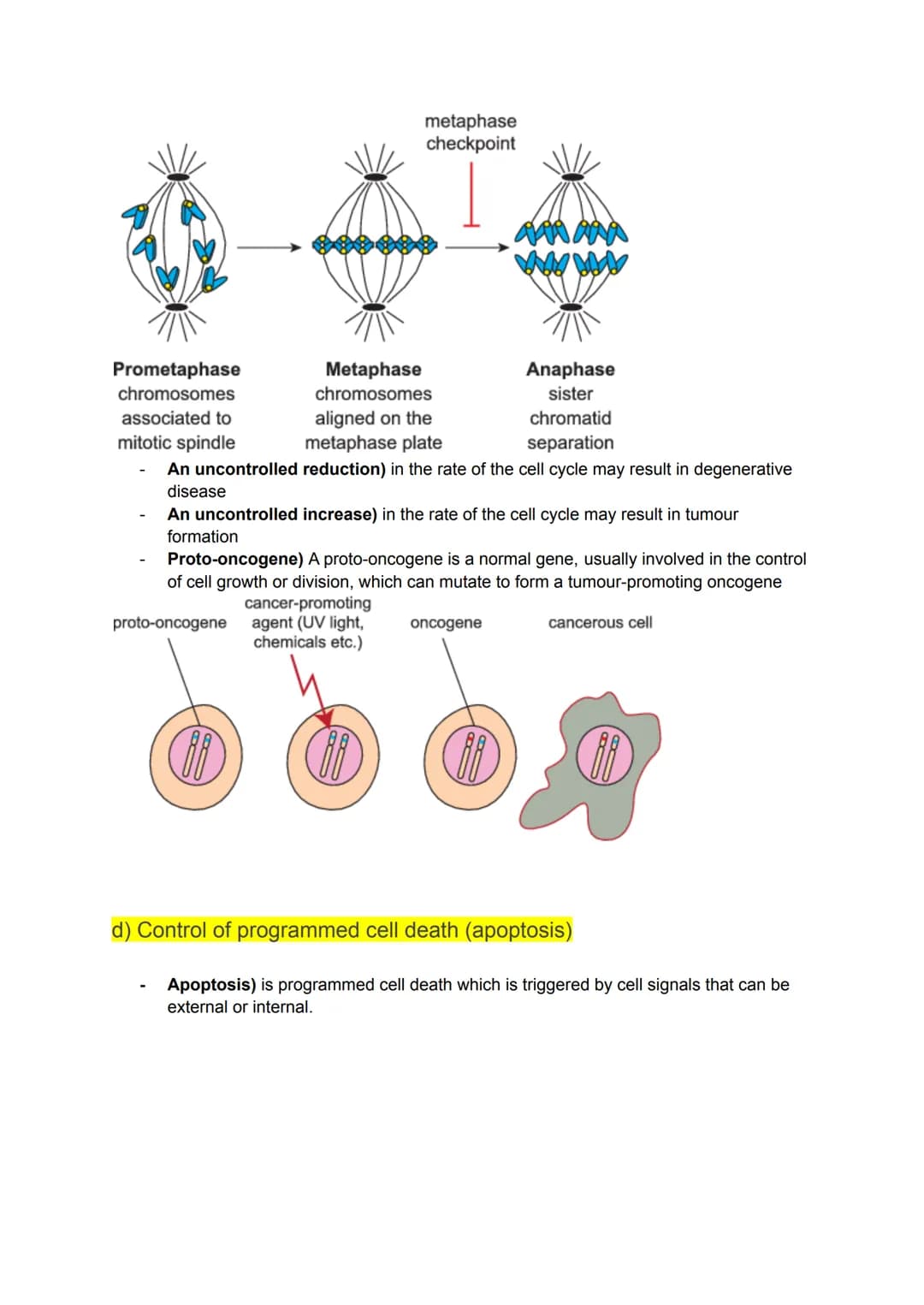 KA 5) Protein control of cell division
a) The cytoskeleton and cell division
• Describe the structure and function of the cytoskeleton in eu