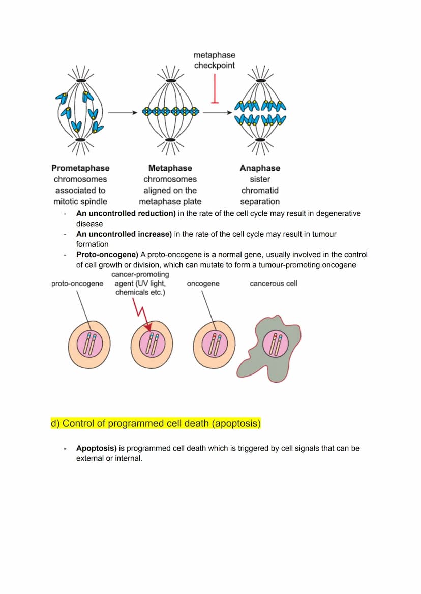KA 5) Protein control of cell division
a) The cytoskeleton and cell division
• Describe the structure and function of the cytoskeleton in eu