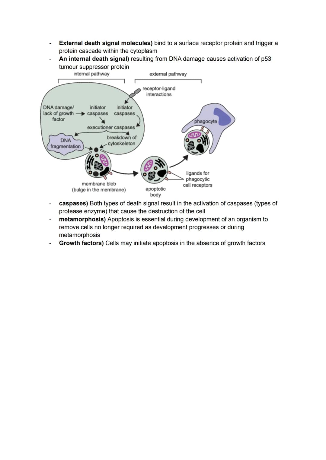 KA 5) Protein control of cell division
a) The cytoskeleton and cell division
• Describe the structure and function of the cytoskeleton in eu