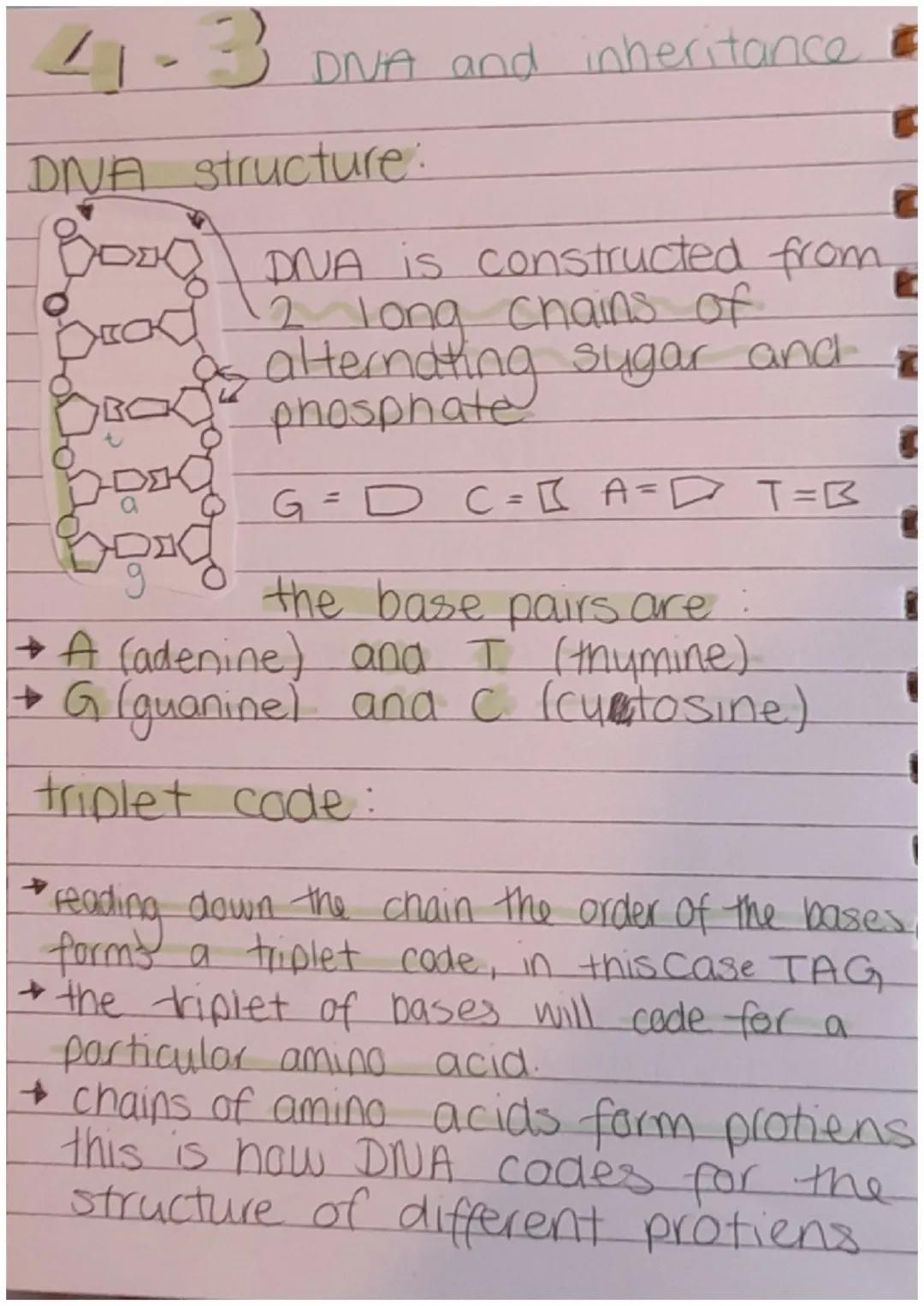 4-3
DNA structure:
Good DNA is constructed from
Brod 2 long chains of
as alternating sugar and
phosphate
OBOD
bood
bond
DNA and inheritance
