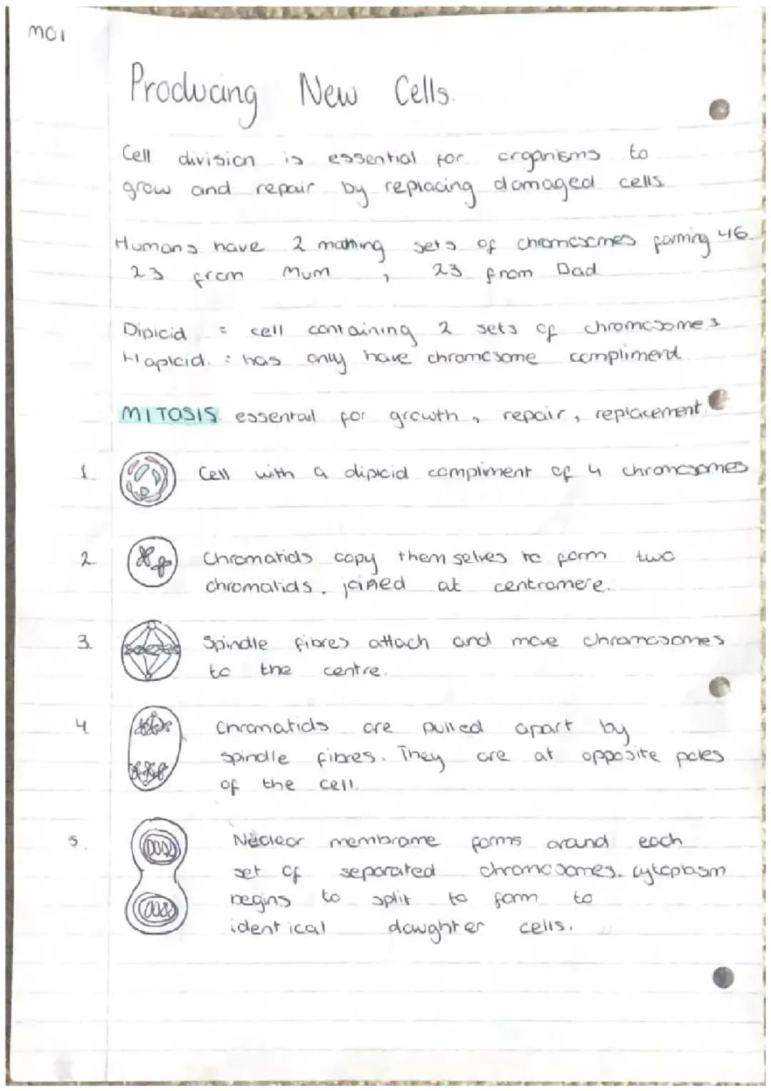 Multicellular Organisms
