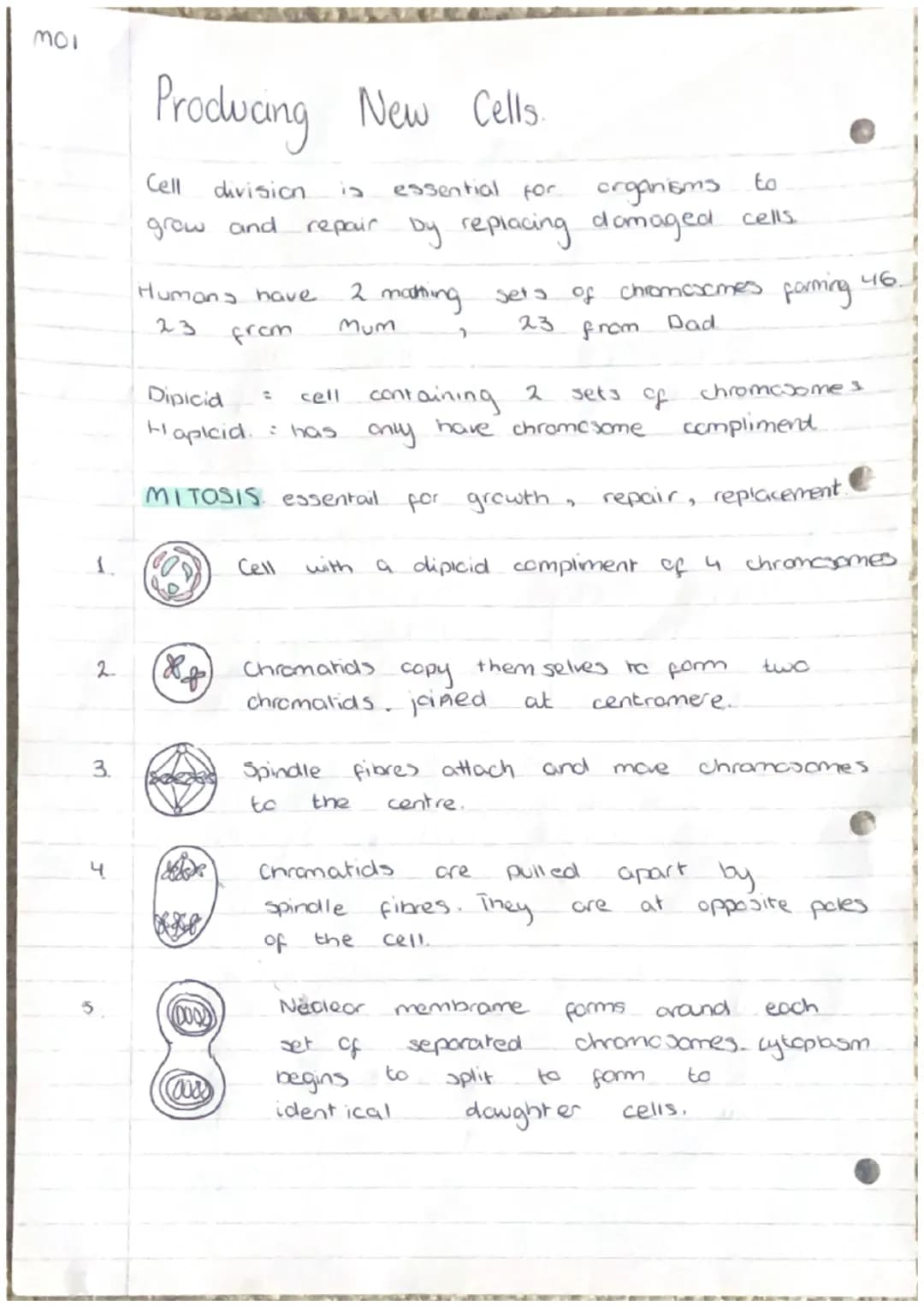 moi
2
3.
Producing New Cells
Cell
grow and
Humans have
from
*Ke
division
000
(000)
essential for
to
organisms
repair by replacing damaged ce