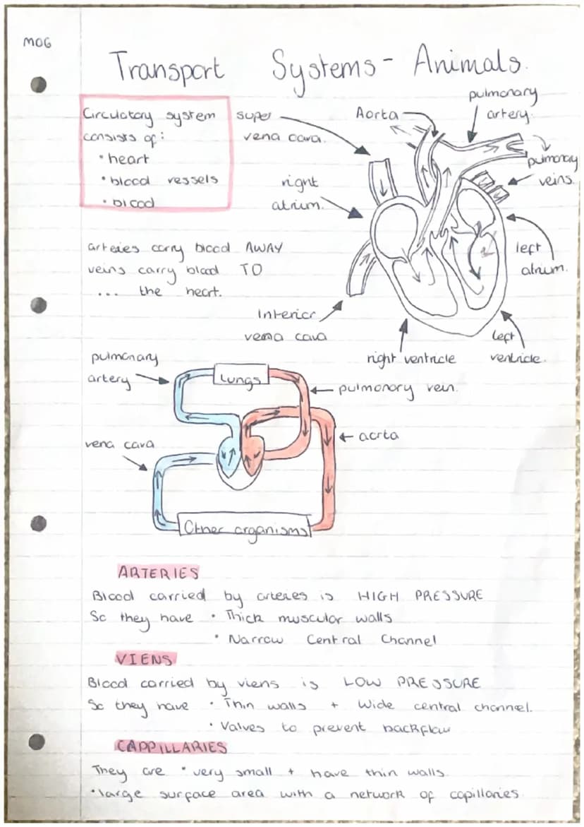 moi
2
3.
Producing New Cells
Cell
grow and
Humans have
from
*Ke
division
000
(000)
essential for
to
organisms
repair by replacing damaged ce