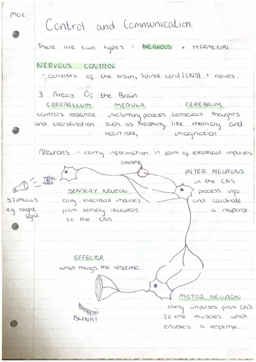 moi
2
3.
Producing New Cells
Cell
grow and
Humans have
from
*Ke
division
000
(000)
essential for
to
organisms
repair by replacing damaged ce