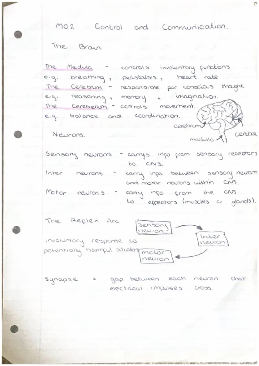 moi
2
3.
Producing New Cells
Cell
grow and
Humans have
from
*Ke
division
000
(000)
essential for
to
organisms
repair by replacing damaged ce