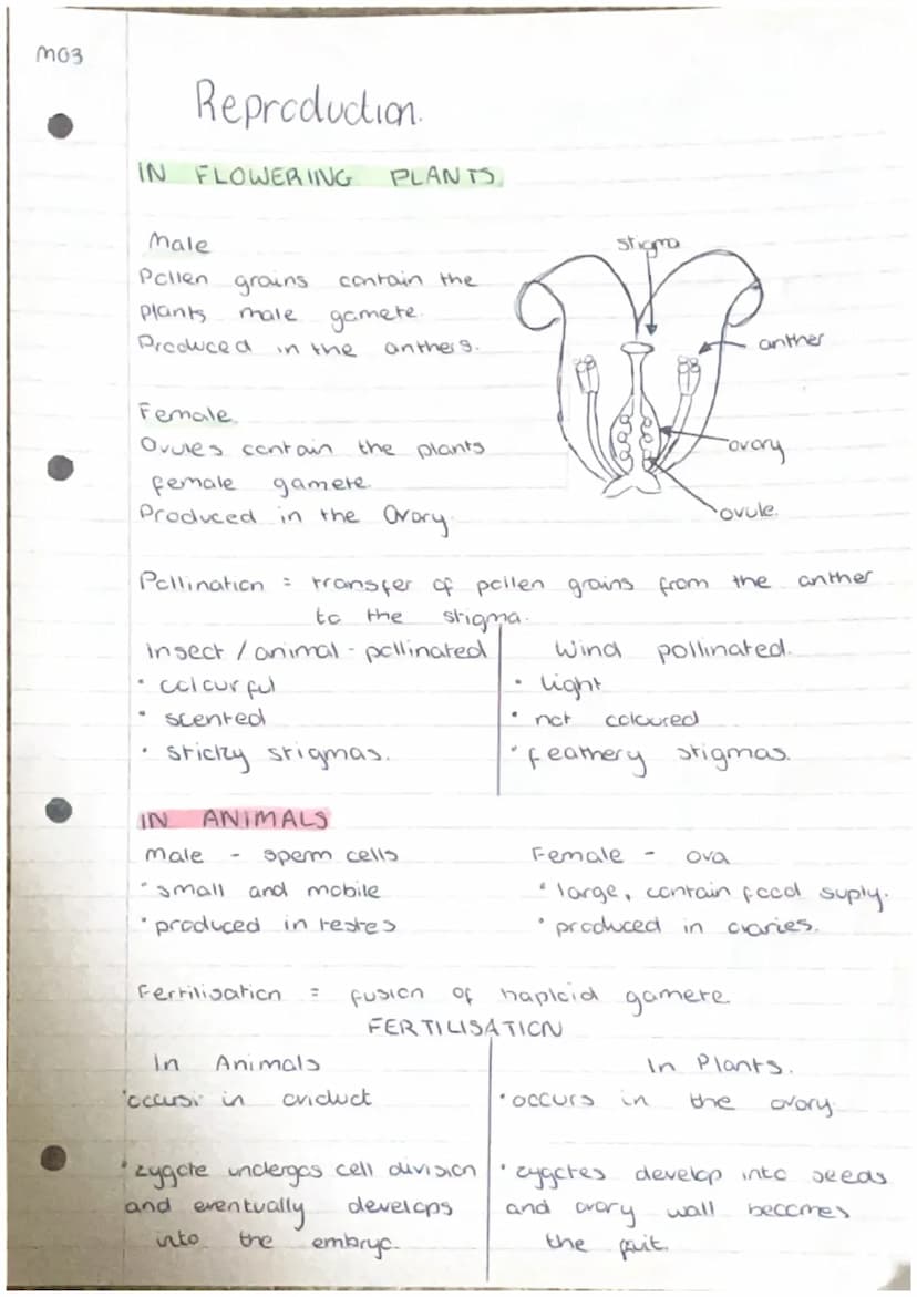 moi
2
3.
Producing New Cells
Cell
grow and
Humans have
from
*Ke
division
000
(000)
essential for
to
organisms
repair by replacing damaged ce