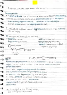 Know As Level Biology 1.6 - Nucleic acids and their Functions thumbnail