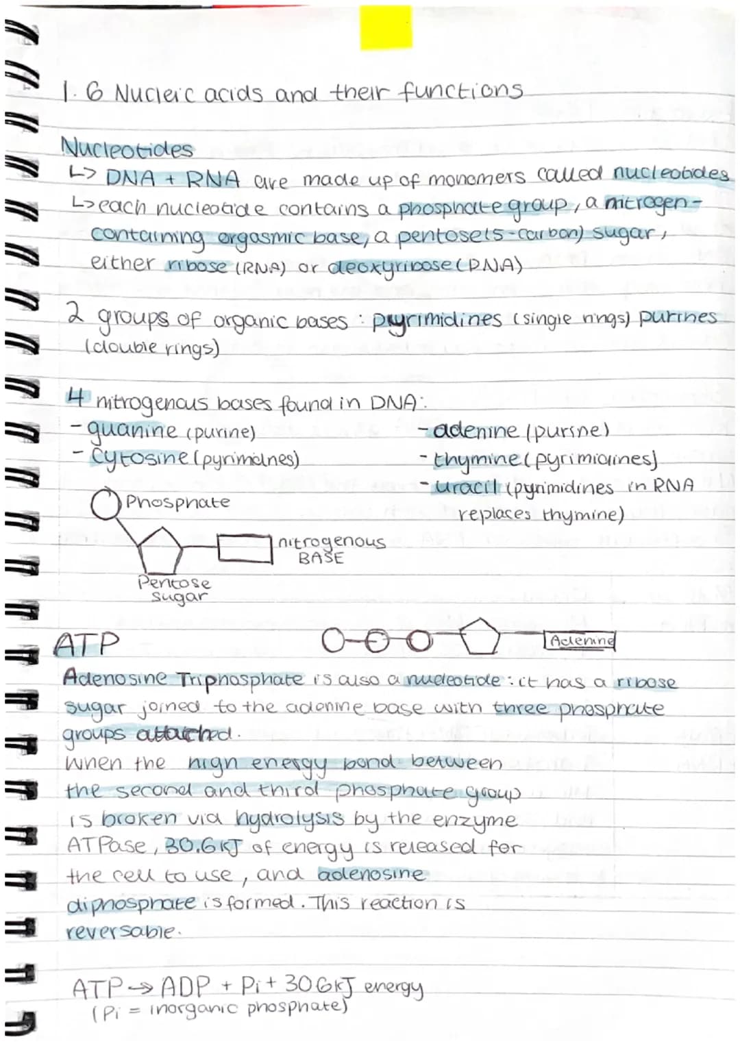 1.6 Nucleic acids and their functions
Nucleotides
L> DNA + RNA are made up of monomers called nucleotides
Leach nucleotide contains a phosph