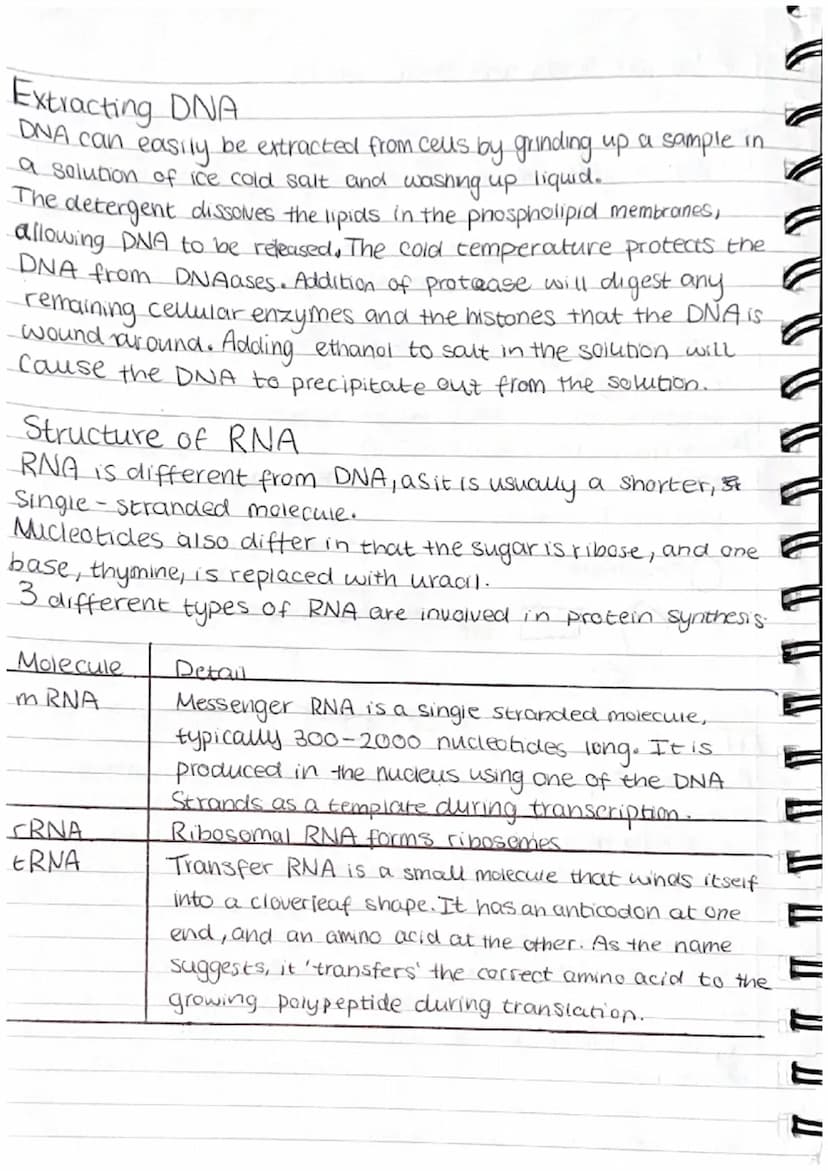 1.6 Nucleic acids and their functions
Nucleotides
L> DNA + RNA are made up of monomers called nucleotides
Leach nucleotide contains a phosph
