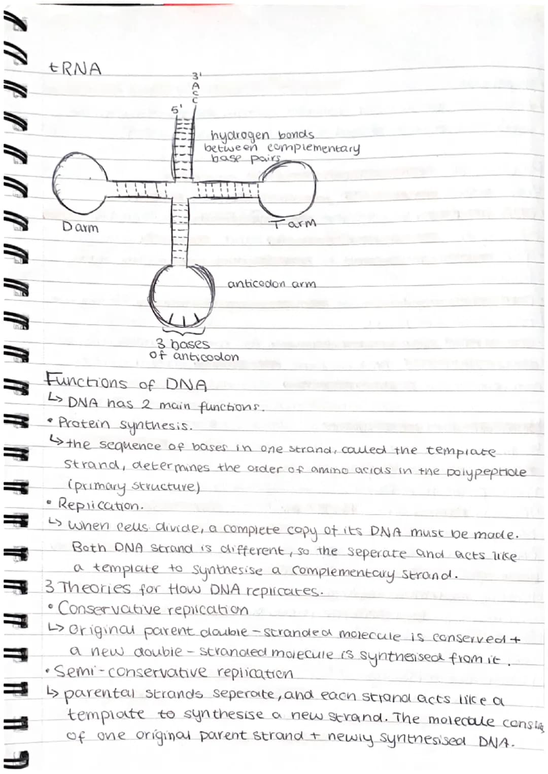1.6 Nucleic acids and their functions
Nucleotides
L> DNA + RNA are made up of monomers called nucleotides
Leach nucleotide contains a phosph