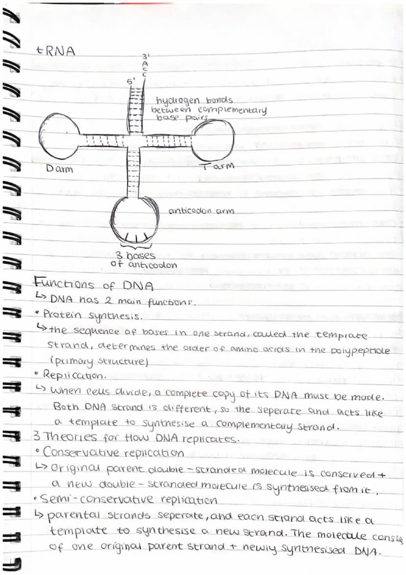 1.6 Nucleic acids and their functions
Nucleotides
L> DNA + RNA are made up of monomers called nucleotides
Leach nucleotide contains a phosph