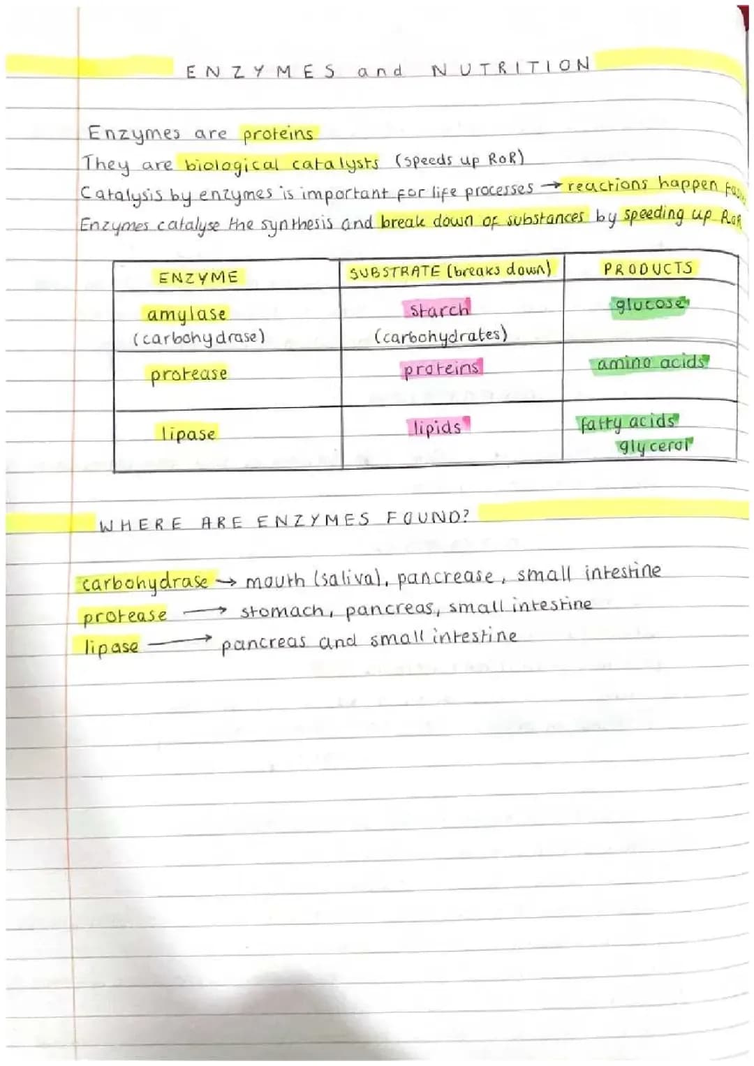 BIOLOGY - enzymes 