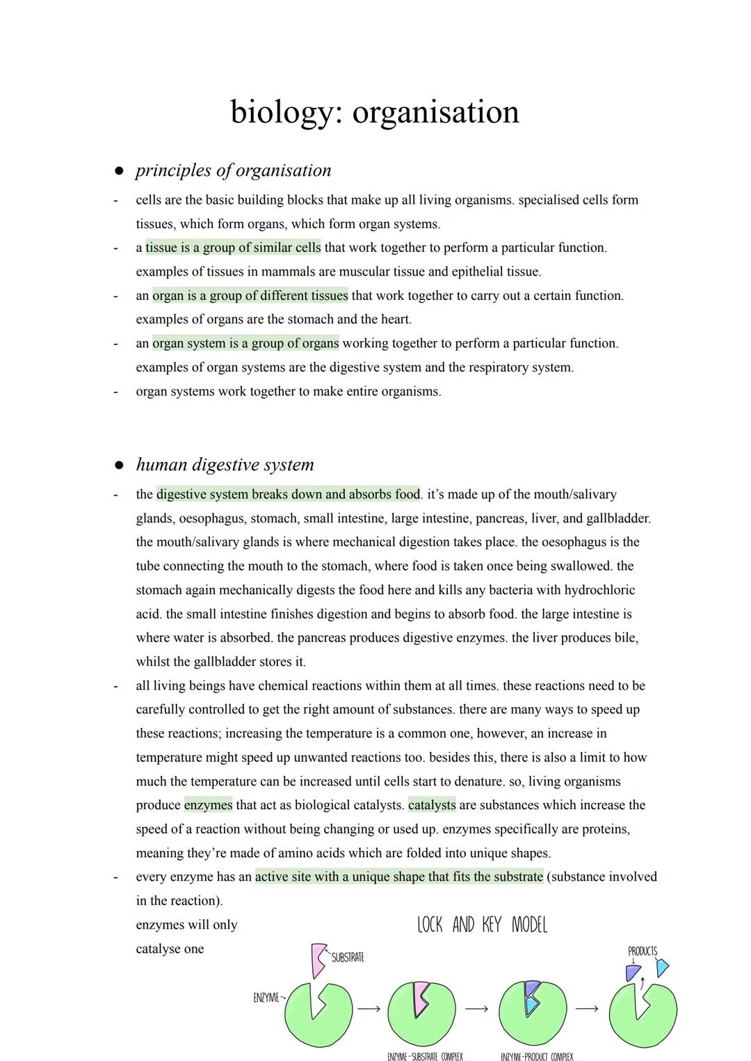 biology: organisation
• principles of organisation
cells are the basic building blocks that make up all living organisms. specialised cells 