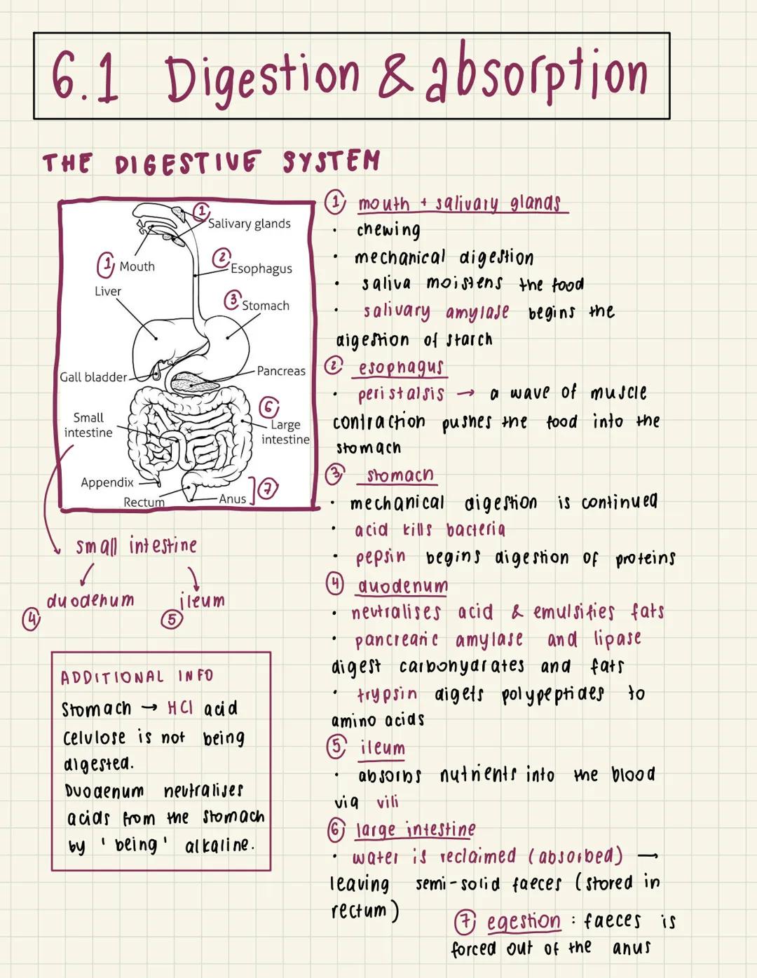 A
6.1 Digestion & absorption
THE DIGESTIVE SYSTEM
Liver
Mouth
Gall bladder.
Small
intestine
Appendix
Rectum
Small intestine
✓
duodenum
I
Sal