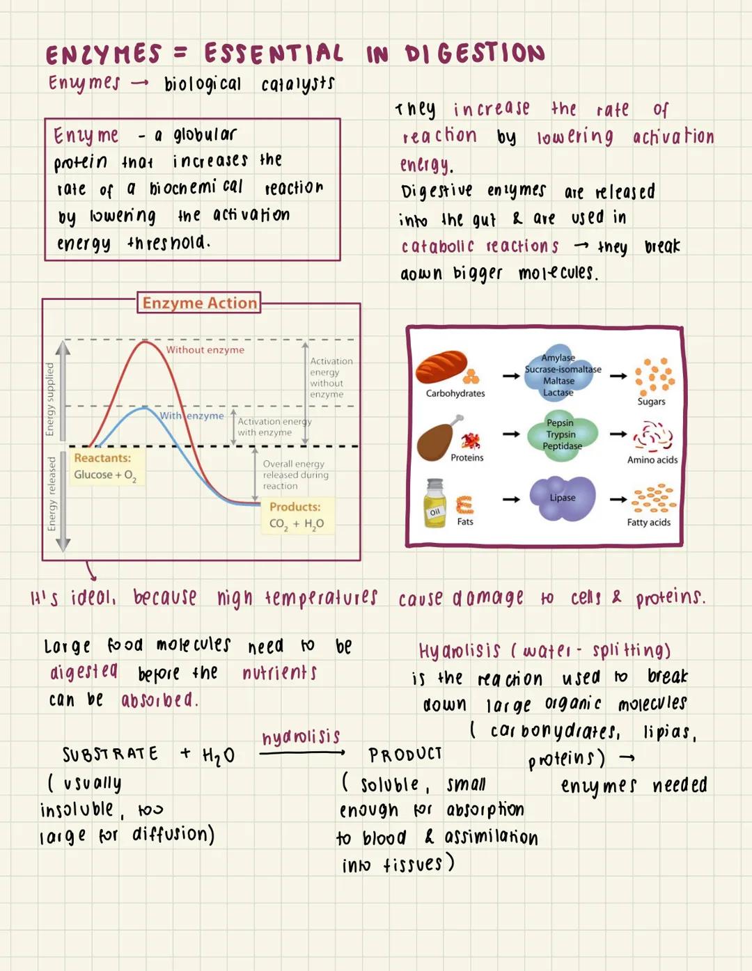 A
6.1 Digestion & absorption
THE DIGESTIVE SYSTEM
Liver
Mouth
Gall bladder.
Small
intestine
Appendix
Rectum
Small intestine
✓
duodenum
I
Sal